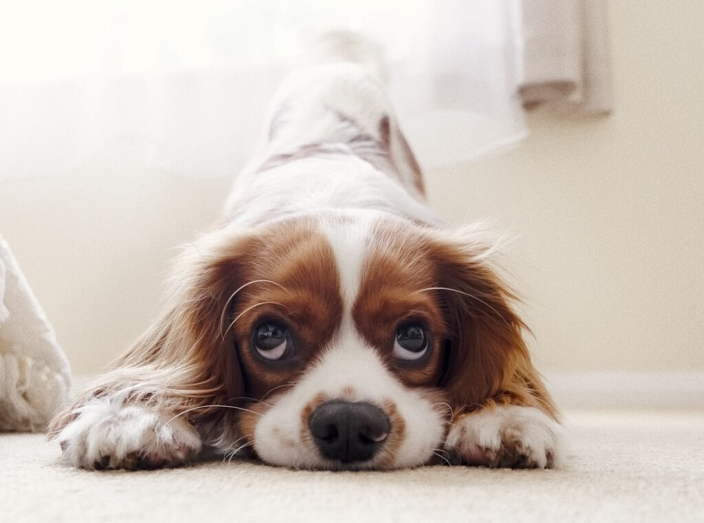 Furunkuloosi eli koiran tassutulehdus eli koiran varvasvälitulehdus.